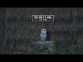 Tyto alba the white owl