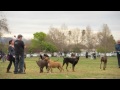 The Sepulveda Basin Off-Leash #Dog Park as seen via time-lapse #photography | hour L.A. HourLA 1 hou