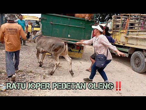 RATU JOPER PEDETANE