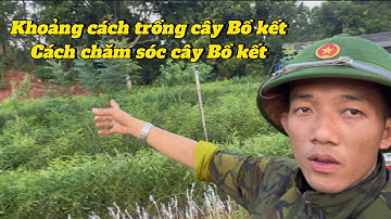 Khoảng cách trồng cây bồ kết , cách chăm sóc cây bồ kết