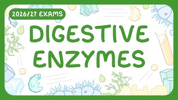 GCSE Biology - Digestive Enzymes (2026/27 exams)