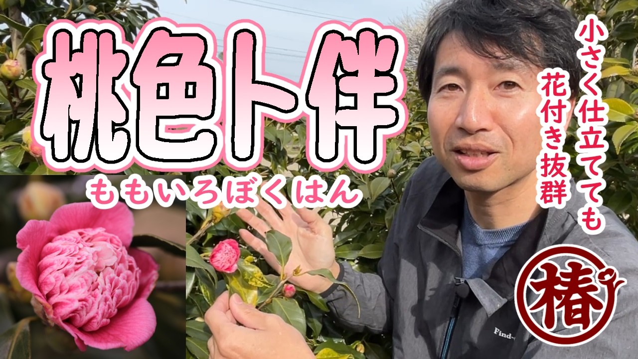 椿園オンラインショップ / 桃色卜伴・ももいろぼくはん