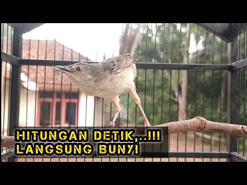 pancingan ciblek gunung agar bunyi suara ngebrem