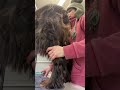 Gordon setter tail/ butt grooming の動画、YouTube動画。