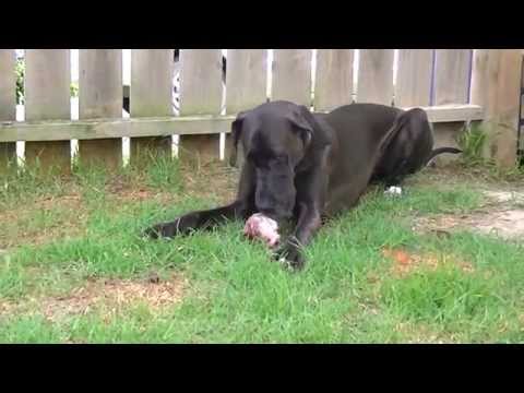 great-dane-eating-raw-bone