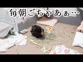 ハムスターとは全然違う！モルモットの超大変な毎日の掃除　Cleaning the guinea pig cage is hard.