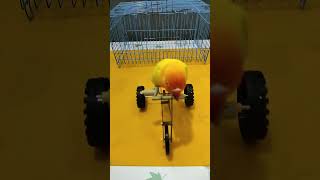 Smart Parrot Knows How To Ride A Cute And Talented Parrot #Lovebirds #Bird #Smart #Cute