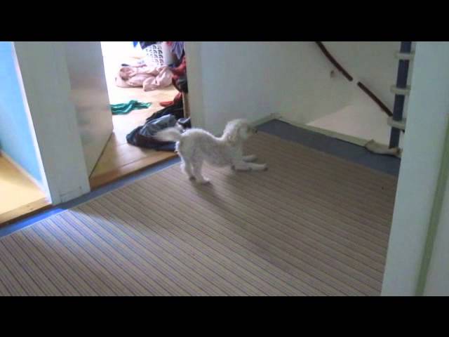 Hond Schraapt Kont Youtube