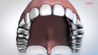 What does the structure of a tooth look like?