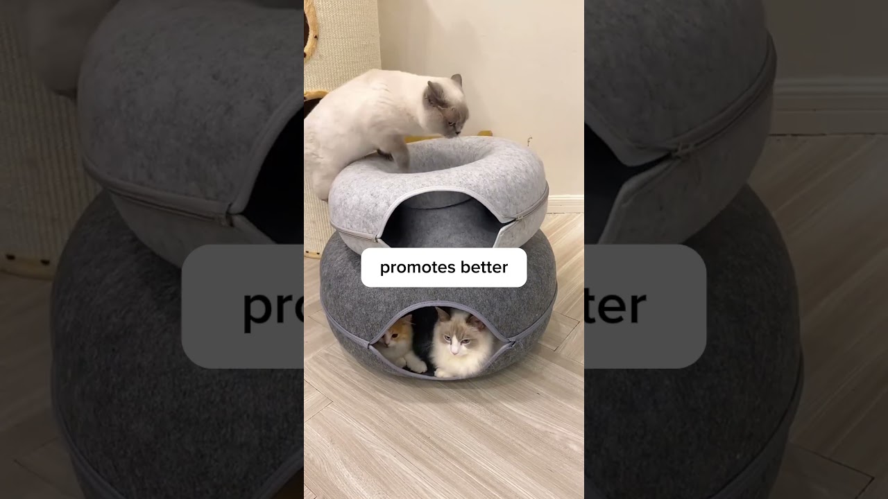 How to play with your cat the wrong way!