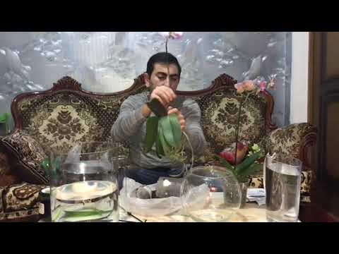 Орхидея фаленопсис посадка в Zeoflora.