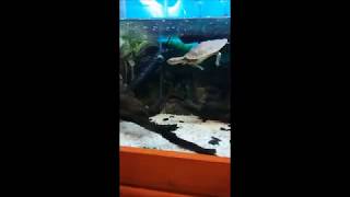 Turtle Vs Blueberry Turtle Vs Blueberry