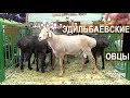 Овцы Эдильбаевской породы. Выставка Золотая Осень-2017