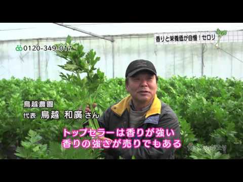 食べものがたり　第40回　「セロリ」