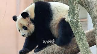4.13圆梦成功拿捏每一个奶爸让奶爸加班2小时#panda #大熊猫 #圆梦