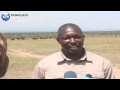 Ankole Cows