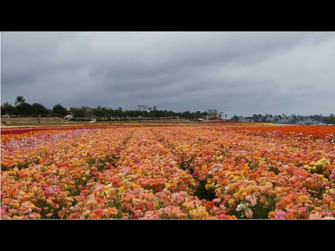 Carlsbad Flower Fields Video with Music | 50+ Acres of Ranunculus Flowers