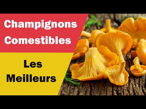 Vidéo: Bifosin - Instructions D'utilisation Du Champignon, Avis, Prix, Analogues