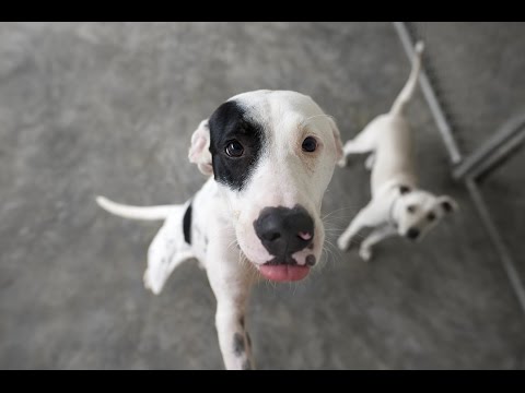 Vidéo: Comment apprendre à votre Boston Terrier à arrêter de sauter sur les gens