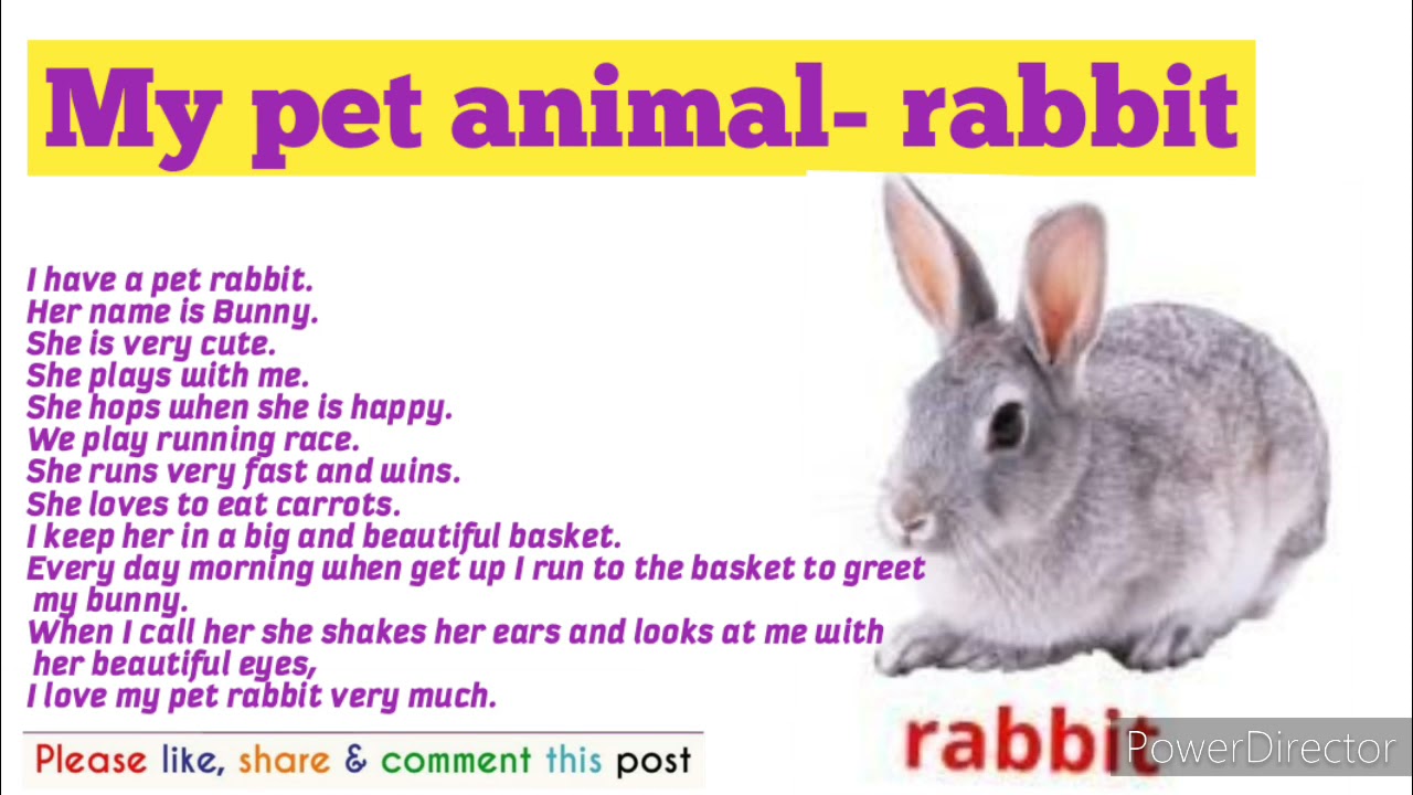 essay on my pet rabbit