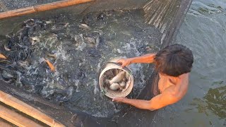 Proses Panen Ikan Mas Daging Diempang Subang