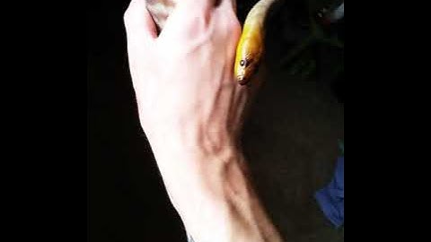 Woma Python Growth / Handling