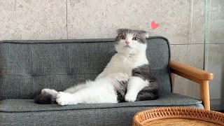Cute cat copying what daddy does