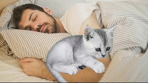 Video 11565061: kittens cutecat catlife catlover, catlovers kitten cats catlife, catlife cutecats funnycats catlove, cute kittens playing