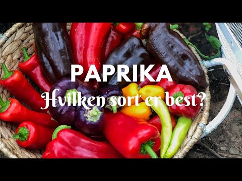 Video: Dyrking Av Paprika I Et Drivhus