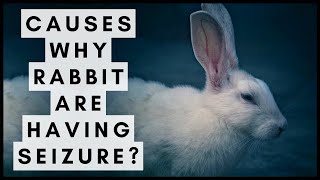 What Would Cause a Rabbit to Have a Seizure?