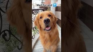 #funny #funny #comedy #comedy #pets #shortsfeed #trendingshorts #petlover