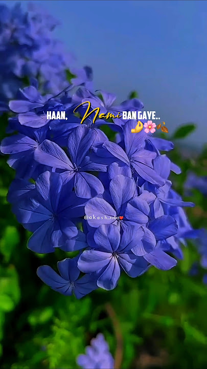 Hasi ban gaye 💞✨ | shreya Ghoshal | aesthetic whatsapp status | #shorts #trending #hindisong #viral