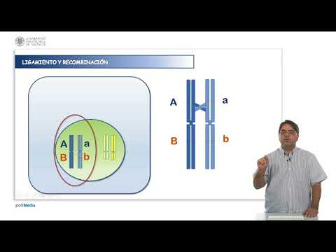 Video: ¿Cuál es la diferencia entre translocación recíproca y recombinación?
