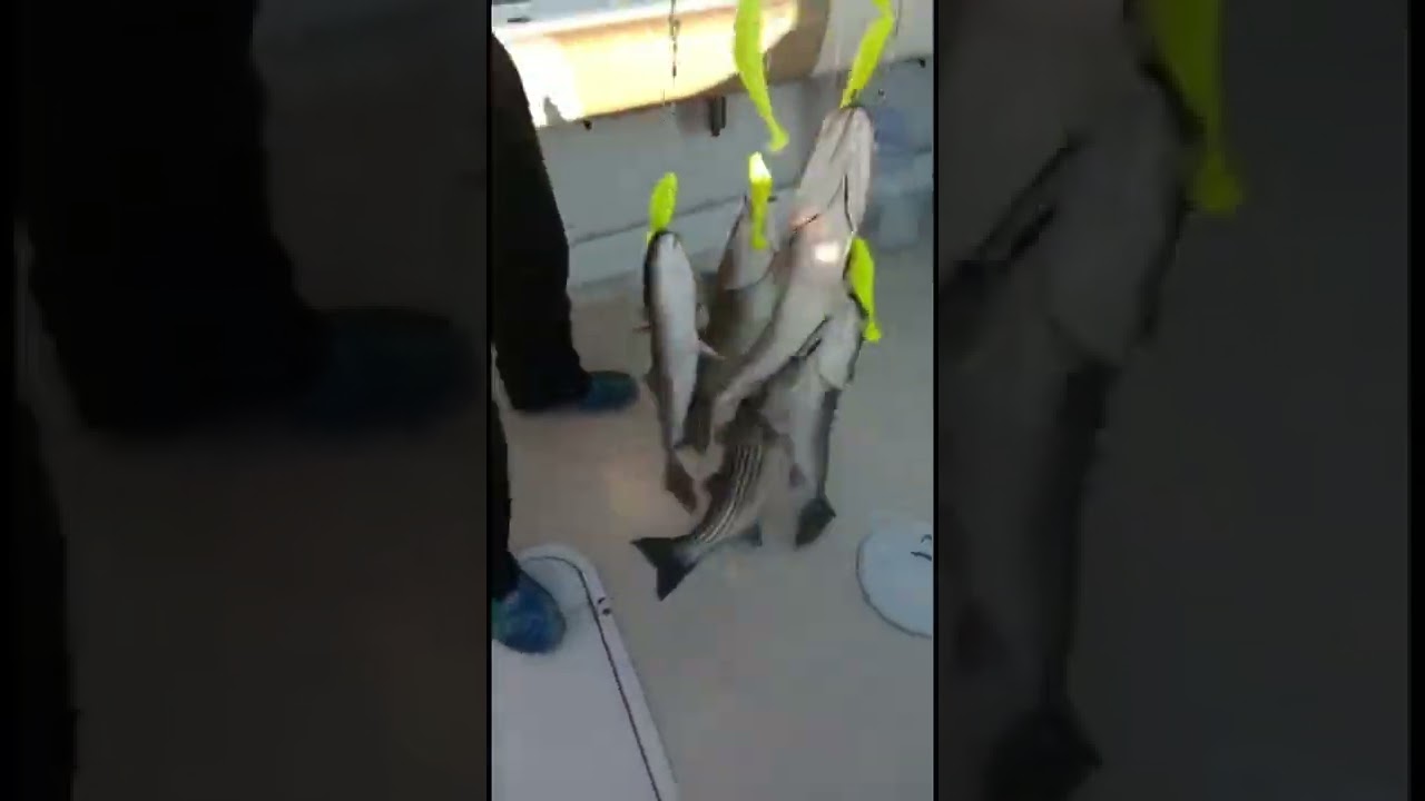 Five Stripers, One umbrella rig!! 