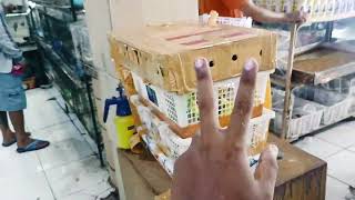 Download Lagu BONGKAR KLOTER KE 2 CENDET-MURAI-JALAK-ANIS MERAH-GLATIK-KEPODANG-PARKIT-TRUCUK-PLECI DLL MP3