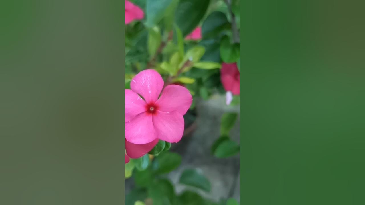 How to propagate vinca from cutting without root hormone/with update ...