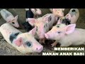 MEMBERI MAKAN ANAK BABI - FEEDING PIG Balinese Traditional Culture