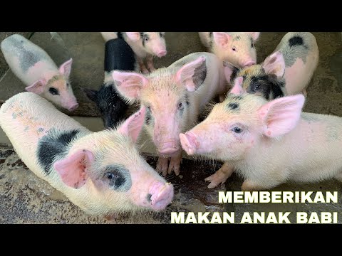 Video: Apa Dan Bila Memberi Makan Anak Babi