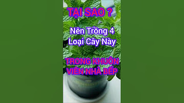 Tại Sao Nên Trồng 4 Loại Cây Này Trong Khuôn Viên Nhà Bếp #dinhduong #health #suckhoe