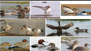 Ducks Call Sounds Mix All Birds Sounds