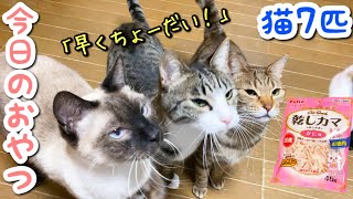 今日のおやつは「乾しカマ」です！【猫多頭飼いの日常】