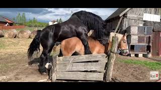 Big Horse Mating Video Animal Mating Penis Of Horse Got Stuck