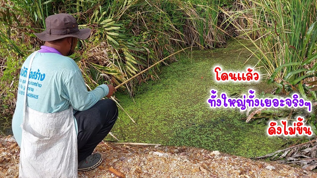 ใช้คันไม้ไผ่!!ตกปลาหมอ💢แต่ละตัวดึงแทบไม่ขึ้น | เจอฝูงใหญ่อีกแล้ว