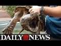 SEE IT: 53-Pound Snapping Turtle Saved From A Drainage Pipe In Texas