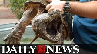 SEE IT: 53-Pound Snapping Turtle Saved From A Drainage Pipe In Texas