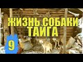 СОБАКА ВЫЖИТЬ В МОГИЛЕ ПОГРЕБЕННЫЙ ЗАЖИВО ЖИЗНЬ и СУДЬБА ВЫЖИВШИЙ В ТАЙГЕ В ЛЕСУ СПАСЛА ЛАЙКА 9