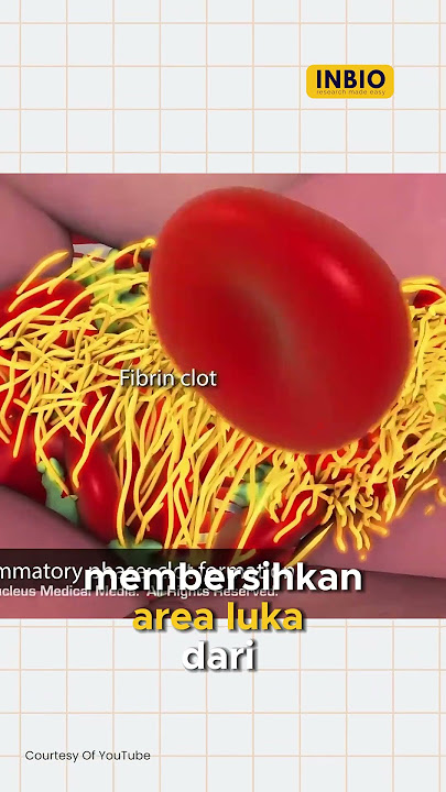 Proses penyembuhan luka sampai kering