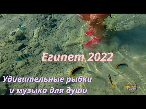 Египет 22 Прекрасные рыбки и музыка для души