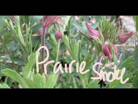 Vídeo: Prairie Smoke Wildflower: Como plantar fumaça da pradaria