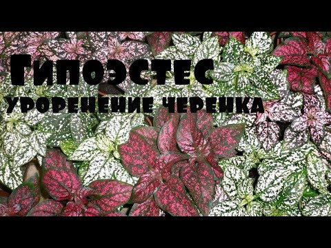 Укоренение черенков  гипоэстеса
